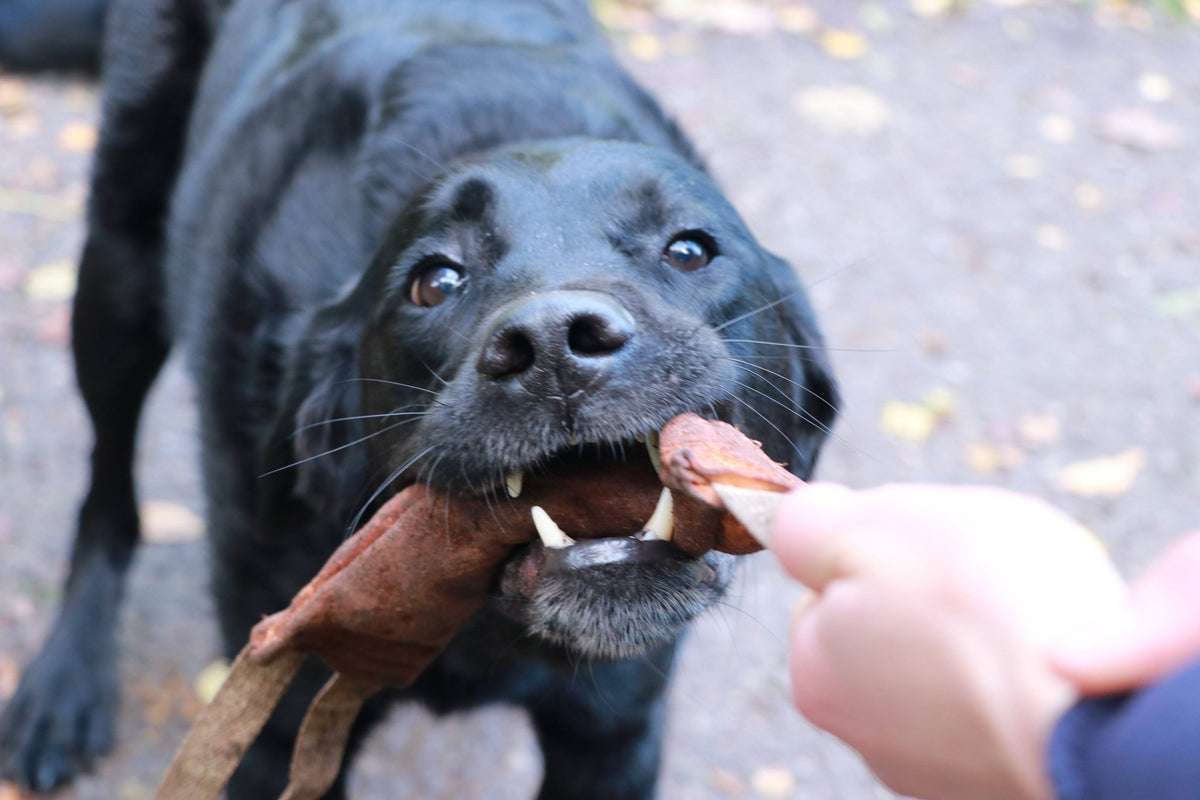 Leather Be Good | Leather Dog Tug Toy - Trygg dog toy